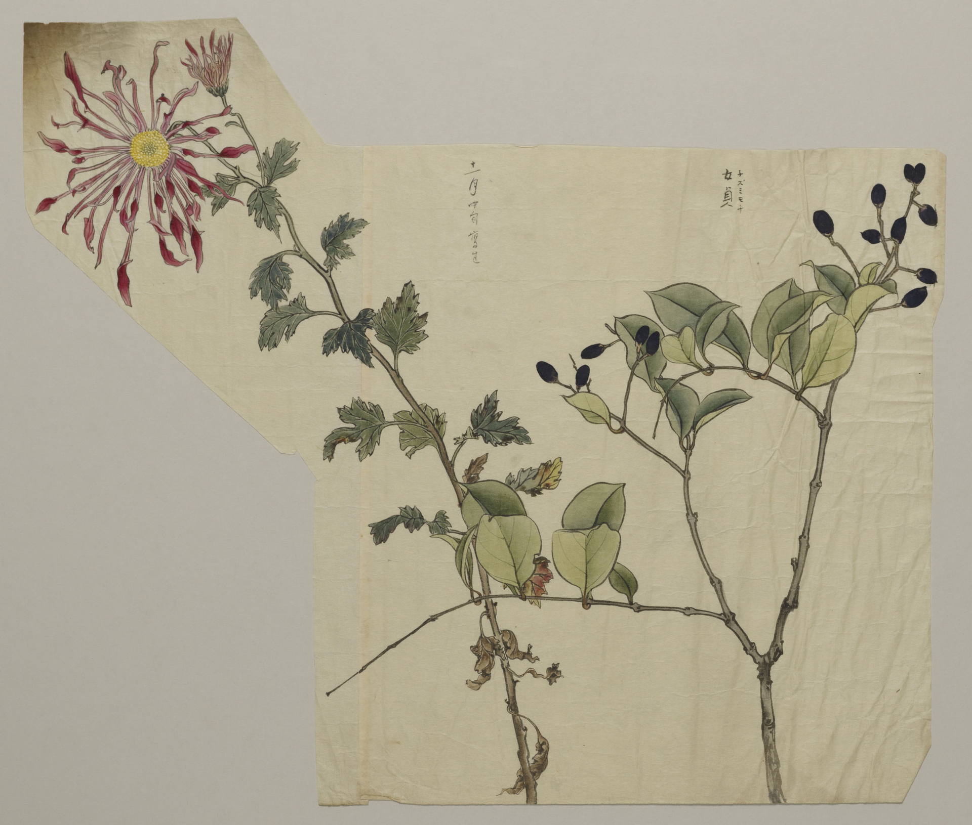 女貞図（「女貞 ネズミモチ」） - 国立工芸館
