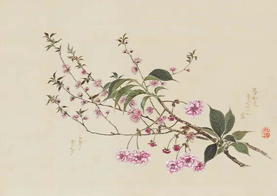 跡見玉枝《桜花図巻》(部分) 1934年 3