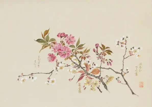 Atomi Gyokushi, Scroll of Cherry Blossoms, 1934