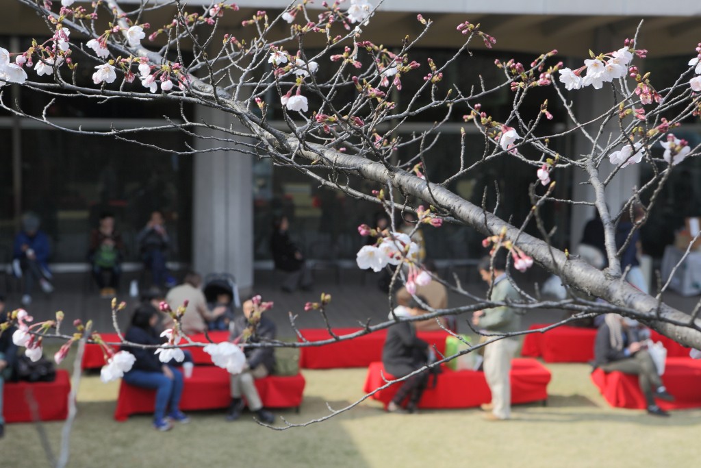 春の美術館エントランスの写真。桜の花と、前庭で休む人々が見える。