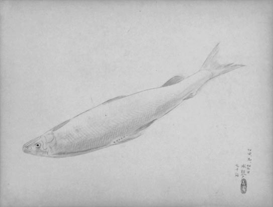 鮎 - 東京国立近代美術館