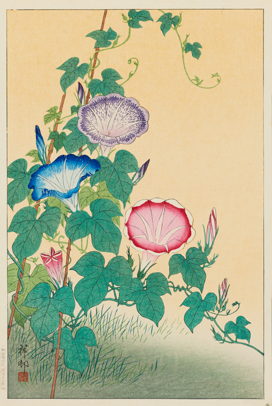 朝顔] - 東京国立近代美術館