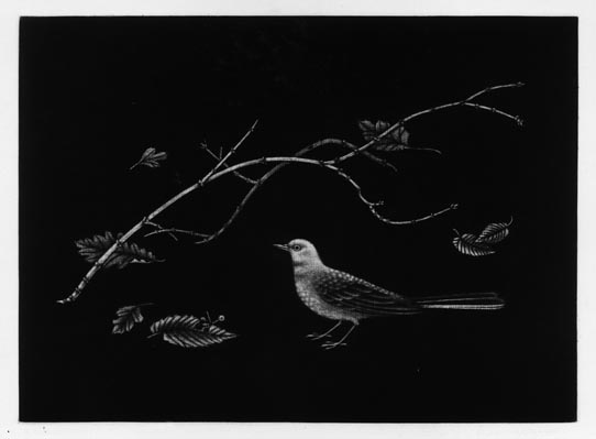白鷗【小鳥＝羽虫無心】肉質画 白鷗【小鳥＝羽虫無心】肉質画 I reconstructed the kitten's