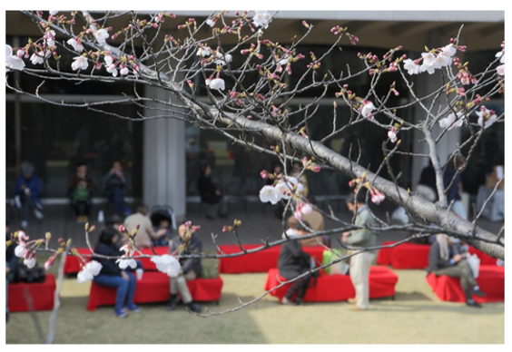 During the MOMAT spring festival, visitors take a rest on benches in front of the museum enjoying cherry blossoms.
