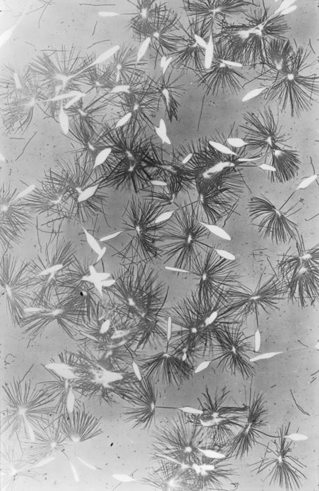 momorin絵画５点 自然の美 - 東京国立近代美術館