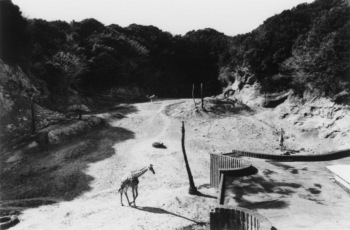 【原画】『大陸間移動装置』（絵画　動物　チワワ　黒猫　植物　龍　苔　蛇） 原画】『大陸間移動装置』（絵画 動物 チワワ 黒猫 植物 龍 苔 蛇）