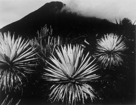From Plants - 東京国立近代美術館