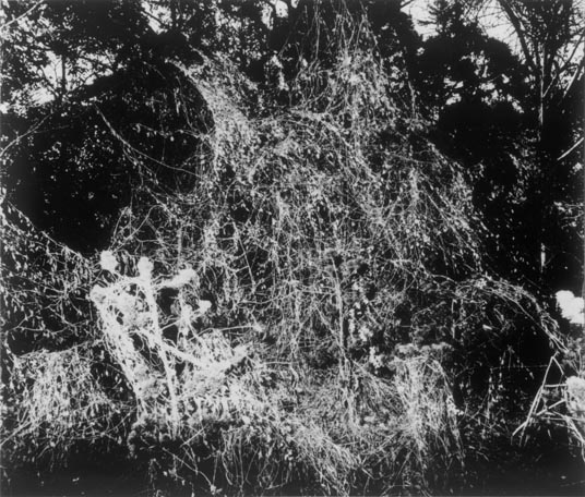 植物に」より - 東京国立近代美術館