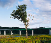 作品画像 「Untitled (tsunami trees)」より 2019年10月6日 岩手県陸前高田市